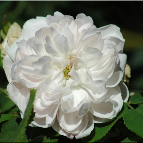 White Jacques Cartier történelmi - perpetual hibrid rózsa